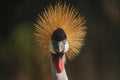 Close-up view of a Black Crowned Crane Balearica pavonina Royalty Free Stock Photo