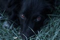 Close up view of a black dog Croatian sheepdog head Royalty Free Stock Photo