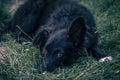 Close up view of a black dog Croatian sheepdog Royalty Free Stock Photo