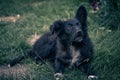 Close up view of a black dog Croatian sheepdog Royalty Free Stock Photo