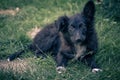 Close up view of a black dog Croatian sheepdog Royalty Free Stock Photo