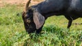 close up view of a black goat Royalty Free Stock Photo