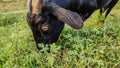 close up view of a black goat Royalty Free Stock Photo