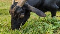 close up view of a black goat Royalty Free Stock Photo