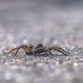 Close up view of a black and hairy wolf spider Royalty Free Stock Photo