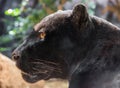 Close-up view of a black Jaguar Royalty Free Stock Photo