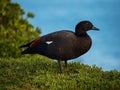 Close up view of a black male Paradise Shelduck duck bird standing in green grass in Aramoana Dunedin Otago New Zealand