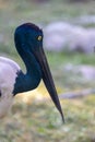 Close up view of black necked stork bird
