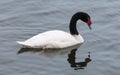Close-up view of a Black-necked swan Royalty Free Stock Photo