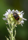 Close-up view of a black and orange forest bug that has lost one antenna on a white meadow flower Royalty Free Stock Photo