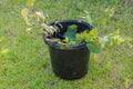 Close-up view of black plastic bucket with rests of green tree branches on green grass lawn background Royalty Free Stock Photo