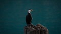 Black and white australian pied shag cormorant bird standing on wooden tree stump at Bobs Cove Lake Wakatipu New Zealand Royalty Free Stock Photo