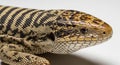 Close-up view of a black and white tegu (Salvator merianae). The lizard features a pattern of black Royalty Free Stock Photo