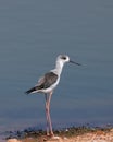 Black winged Stilt bird in the lake Royalty Free Stock Photo