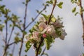 Close up view of blooming apple tree in spring against blue sky with white clouds background Royalty Free Stock Photo