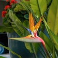 Close-up view of blooming Bird of Paradise flower Strelitzia reginae Royalty Free Stock Photo