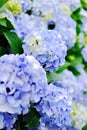Close up view of blooming bushes of hydrangea flowers Royalty Free Stock Photo