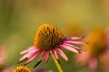 Close-up view at a blooming coneflower (echinacea) with partly withered pink petals