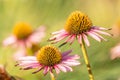 Close-up view at blooming coneflowers (echinacea) with partly withered pink petals