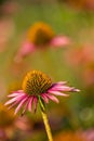 Close-up view at blooming coneflowers (echinacea) with partly withered pink petals in front of a blurred background Royalty Free Stock Photo