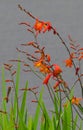 Crocosmia Close-up View