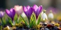 Close-up view of blooming crocuses and snowdrops, spring background, delicate Royalty Free Stock Photo