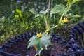Close up view of blooming cucumber plant in outdoor pot with watering system. Gardening concept.