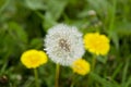 A close-up view of a blooming dandelion and a fluff in the background with blurred yellow dandelions Royalty Free Stock Photo