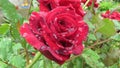 Close up View of Blooming Fully Opened Red Rose in its natural habitat with Water Dew Rain Drops. Royalty Free Stock Photo