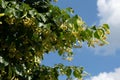 Close up view of blooming linden tree blossoms usable for herbal medicinal tea