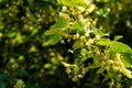 Close up view of blooming linden tree blossoms usable for herbal medicinal tea