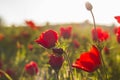 Close up view of blooming red Anemone Coronaria flowers field, Israel