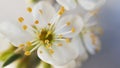 Close up View of blooming White Tender Wild Plum Flowers