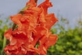 Close up view of blossom red gladiolus with rain drops on sky background Royalty Free Stock Photo