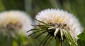 Close up view at a blowball flower found on a green meadow full of dandelions Royalty Free Stock Photo