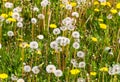 Close up view at a blowball flower found on a green meadow full of dandelions Royalty Free Stock Photo