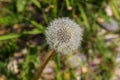 Close up view at a blowball flower found on a green meadow full of dandelions Royalty Free Stock Photo