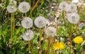Close up view at a blowball flower found on a green meadow full of dandelions Royalty Free Stock Photo
