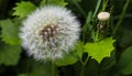 Close up view at a blowball flower found on a green meadow full of dandelions Royalty Free Stock Photo