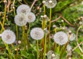 Close up view at a blowball flower found on a green meadow full of dandelions Royalty Free Stock Photo