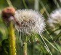 Close up view at a blowball flower found on a green meadow full of dandelions Royalty Free Stock Photo