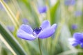 Close up view of Blue Anemone flowers