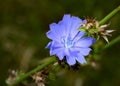 A close-up view of the blue chicory flower
