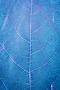 Close up view of blue leaf veins as background and texture. Organic pattern. Royalty Free Stock Photo