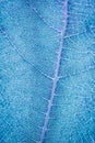 Close up view of blue leaf veins as background and texture. Organic pattern. Royalty Free Stock Photo