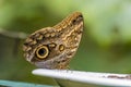 A close up view of a blue morpho butterfly at a feeder in Monteverde, Costa Rica Royalty Free Stock Photo