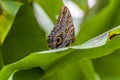 A close up view of a blue morpho butterfly on a leaf in Monteverde, Costa Rica Royalty Free Stock Photo