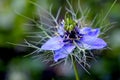 A close up view of a blue Nigella damascena, also known as a love in a mist flower. Royalty Free Stock Photo