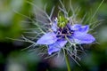 A close up view of a blue Nigella damascena, also known as Love-in-a-mist. Royalty Free Stock Photo