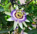 Close up view of blue passion flower in a garden Royalty Free Stock Photo